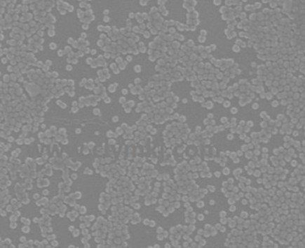 二氧化硅抛光液